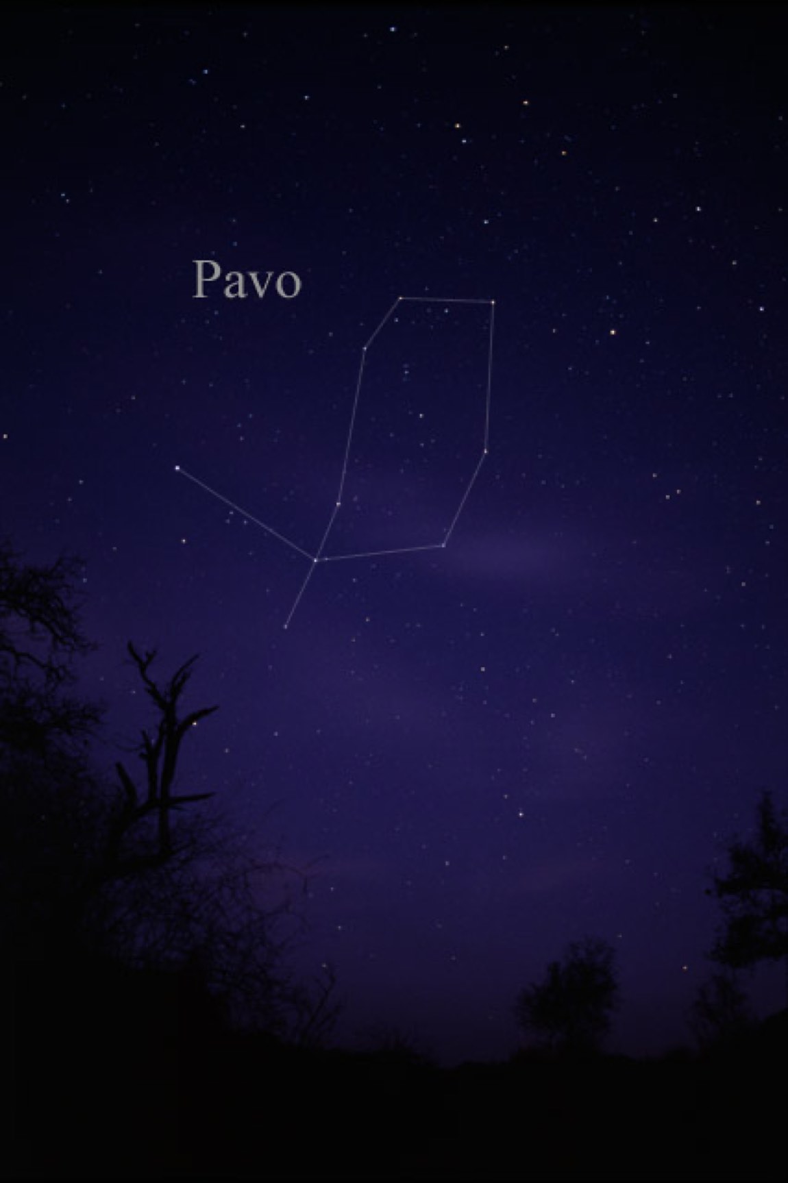 The sky around Pavo